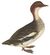 Nederlandsche vogelen (KB) - Mergellus albellus (flipped).jpg