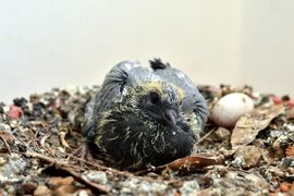 18 days old in its nest and one egg