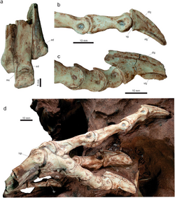 Vespersaurus foot.png