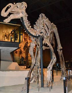 Utah Gryposaurus.jpg