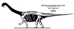 Opisthocoelicaudia skeleton restoration.jpg