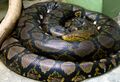 Python reticulatus сетчатый питон-2.jpg