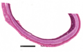 Trachea (mammal) cross-section low resolution