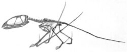 Dimorphodon macronyx.jpg