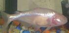 Mexican Tetra as Blind Cave Fish.jpg