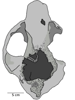 Ailuropoda baconi, Pleistocene, Liujiang, Guangxi, China.png