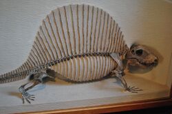 Mounted skeleton of Dimetrodon mileri, Harvard Museum of Natural History
