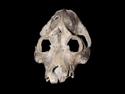 Palaeopropithecus maximus skull.jpg