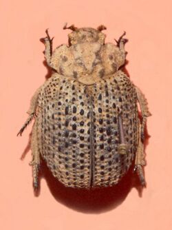 Trogidae - Omorgus suberosus.JPG