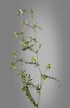 (MHNT) Vicia hirsuta - Plant habit.jpg