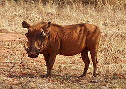 Desert Warthog, Tsavo National Park, Kenya 01.jpg