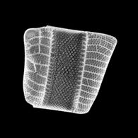 Diatom - Isthmia nervosa - 400x (16237138292).jpg