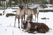 Finnish forest reindeer (Rangifer tarandus fennicus).jpg