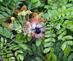 Pink-flowered tree being pollinated by a black carpenter bee, in Kolkata, West Bengal (India )