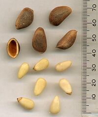 Korean pine (Pinus koraiensis) nuts – unshelled, and shell, above; shelled, below