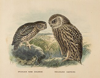 Morepork (Ruru) and Laughing owl (Whekau).jpg
