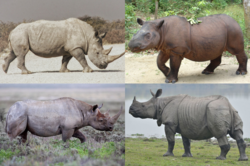 Rhino collage.png