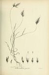 Anthoxanthum gracile - Species graminum - Volume 3.jpg