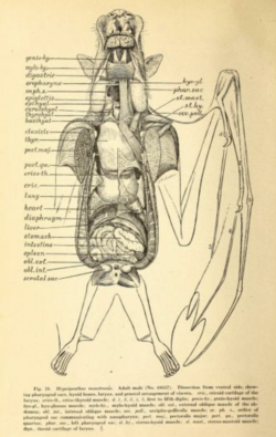 A scientific illustration of the internal anatomy of a megabat. Its organs are individually labeled.