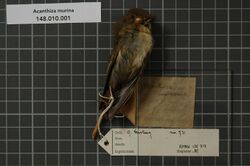 Naturalis Biodiversity Center - RMNH.AVES.135713 2 - Acanthiza murina (De Vis, 1897) - Acanthizidae - bird skin specimen.jpeg