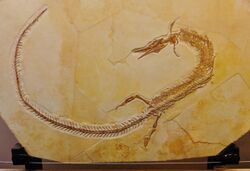 Pleurosaurus 783534.jpg