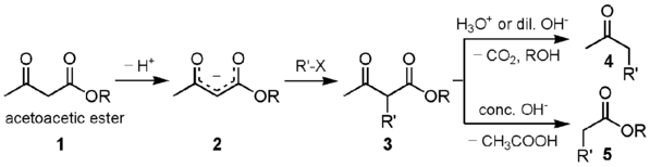 Acetoacetic ester synthesis