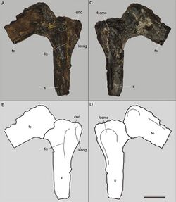 Aratasaurus museunacionali holotype.jpg