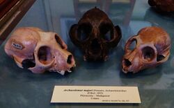 Archaeolemur majori skulls.JPG