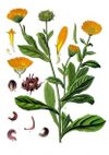Calendula officinalis - Köhler–s Medizinal-Pflanzen-024.jpg