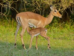 Impalas (Aepyceros melampus) female and young (11421993164).jpg