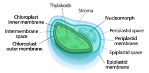 Diagram of a four membraned chloroplast containing a nucleomorph.