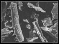 Phytolithes observés au Microscope Electronique à Balayage 03.jpg
