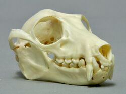 A bat skull with prominent canines on a white background.