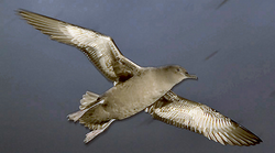 Photo of a sooty shearwater in flight