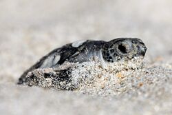 Hatchling green sea turtle in the sand photographed by USFWS Southeast