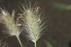 Pennisetum villosum 1.jpg