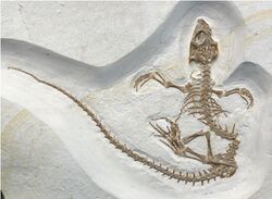 Vadasaurus herzogi holotype (fossil).jpg