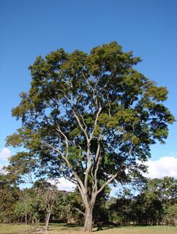 Anadenanthera colubrina tree.jpg