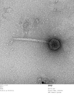 BacteriophageHK97.jpg