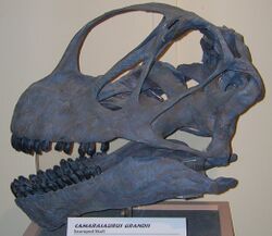 Camarasaurus grandis skull at Dinosaur Journey Museum.jpg