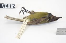 Chatham Island bellbird specimen in the Auckland Museum collection.