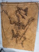 Cast of Tapejara wellnhoferi - Pterosaurs Flight in the Age of Dinosaurs.jpg