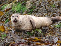 Seal, Isle of Skye (2792634170).jpg