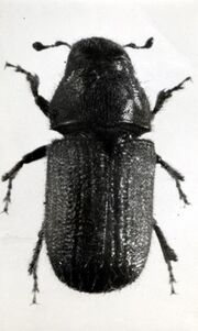1942. Douglas-fir beetle. Coleoptera. Scolytidae. Dendroctonus pseudotsugae Hopk. (34505280220).jpg