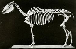 A mounted skeleton of "Equus scotti" at the AMNH, constructed out of two skeletons