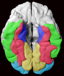 The Fusiform gyrus and all gyri adjacent to it, displayed on a 3D-printed brain of a healthy adult. As we view the brain from below, the right hemisphere is on the left side of the image