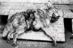 Black and white photograph of a dead wolf with "The Allendale Wolf" written on the bottom