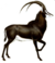 The book of antelopes (1894) Hippotragus niger I white background.png