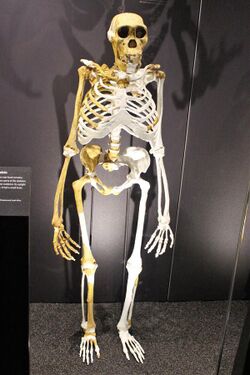 Em - Australopithecus sediba - 1.jpg