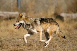 Photograph of a wolf running on a grassy plain with enclosing fence in background